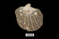 藏品(黑蝶珍珠蛤 )的圖片